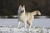SIBERIAN HUSKY 477